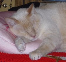Rascalbear sleeping on his pink pillow.